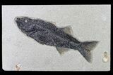 Uncommon Fish Fossil (Mioplosus) - Wyoming #163418-1